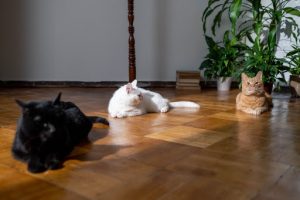 How To Pick the Best Flooring for Pets